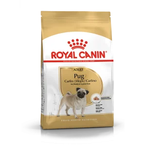 Pug Adult