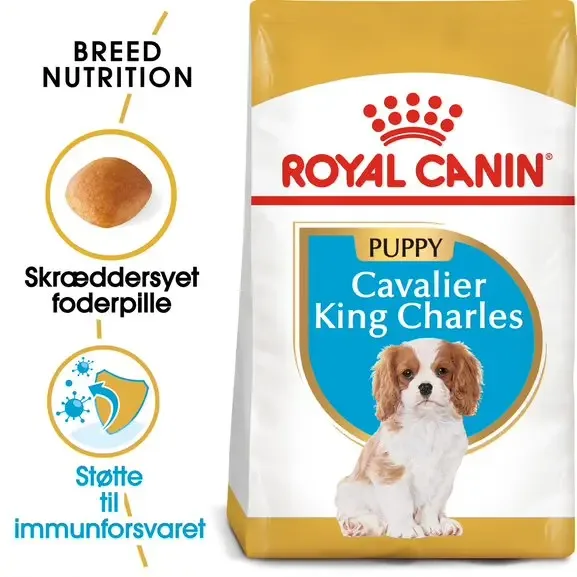 Puppy Cavalier King Charles 1,5 kg - Image 2