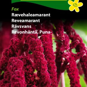 Rævehaleamarant, Fox (C) 1864