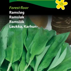 Ramsløg, Forest floor (D) 1139