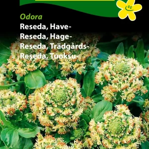 Reseda, Have-, Odora (B) 1736