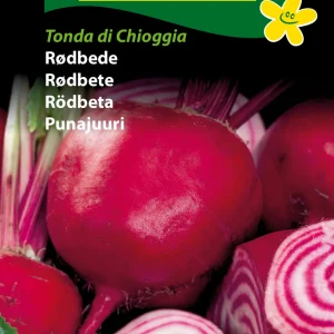 Rødbede, Tonda di Chioggia (D) 1385