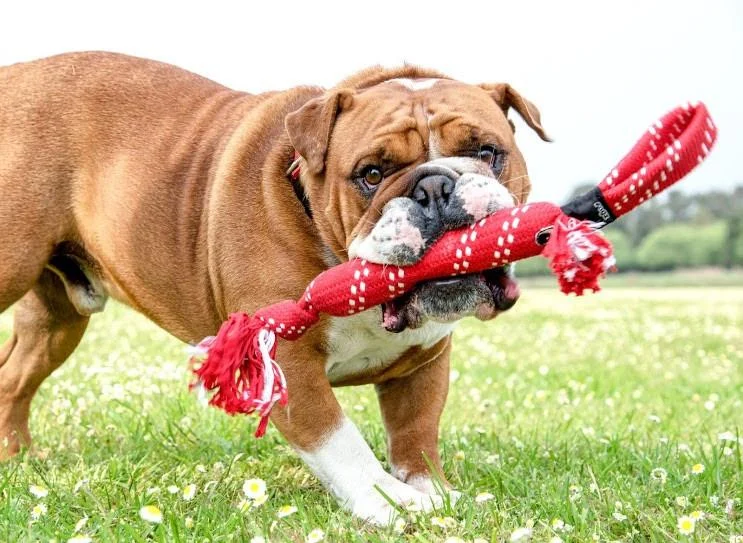 Rogz Stof Pind til hunde - holdbar kastepind til hunde - Image 2