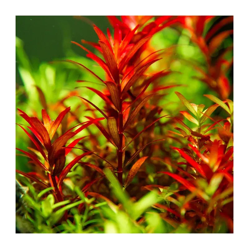 Rotala rotundifolia Blood Red bæger - Image 2