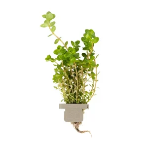 Rotala rotundifolia clip