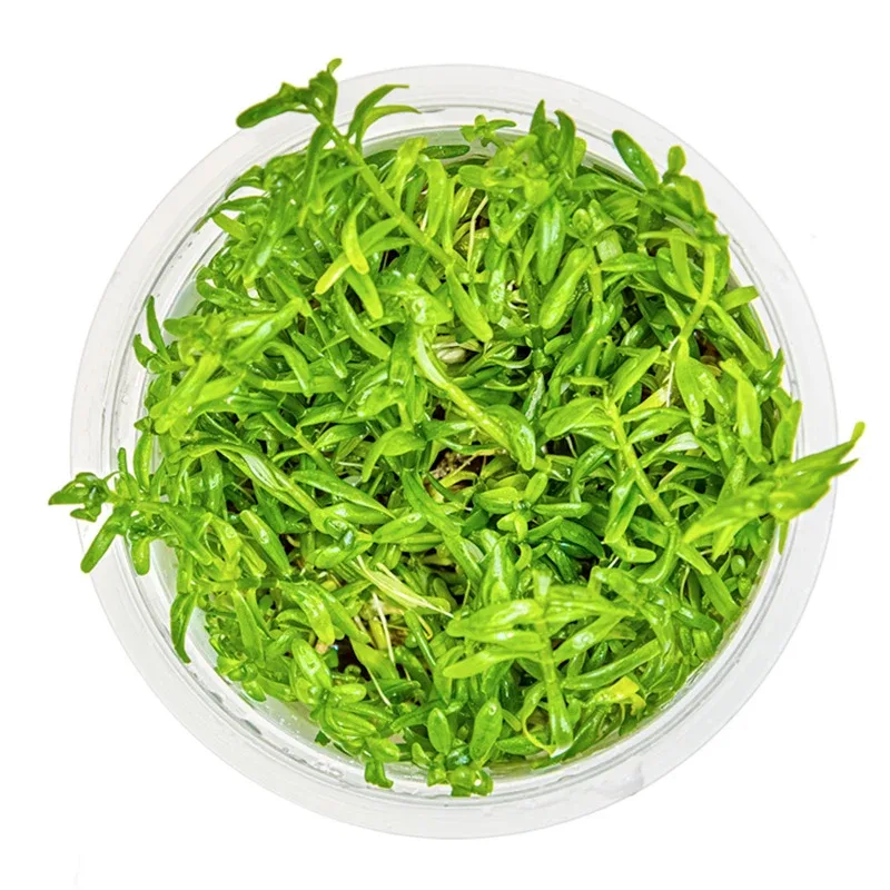 Rotala rotundifolia 'Green' Nr. 8 - Image 2