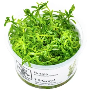 Rotala rotundifolia 'Green' Nr. 8