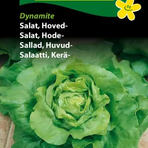 Salat, Hoved-, Dynamite (F) 1311