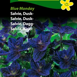 Salvie, Dusk-, Blue Monday (D) 1780