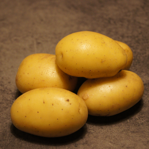 Sava læggekartofler – 1,5 kg.