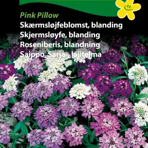 Skærmsløjfeblomst, bla, Pink Pillow (C) 1841