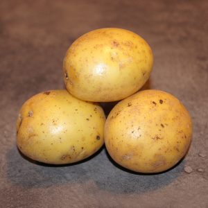 Solist læggekartofler – 1,5 kg.