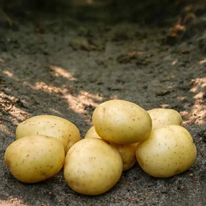 Solist Læggekartofler