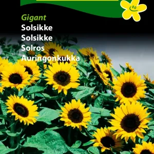 Solsikke, Gigant (B) 1739