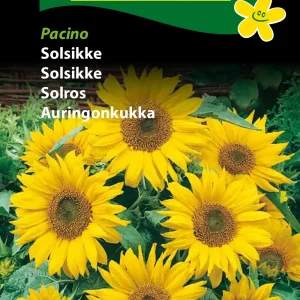 Solsikke, Pacino (F) 1742