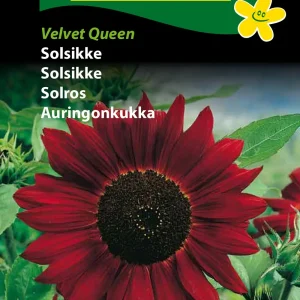 Solsikke, Velvet Queen (F) 1741