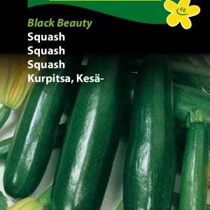 Squash, Black Beauty (D) 1332