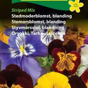 Stedmoderblomst, Striped Mix (D) 1899