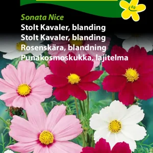 Stolt Kavaler, blanding, Sonata Nice (D) 1749