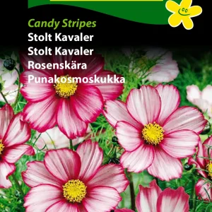 Stolt Kavaler, Candy Stripes (C) 1865