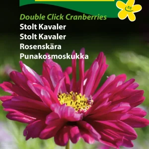 Stolt Kavaler, Double Click Cranberries (D) 1874