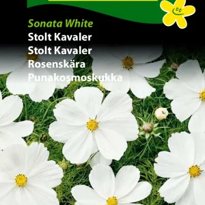 Stolt Kavaler, Sonata White (D) 1748