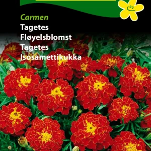 Tagetes, Carmen (D) 1754