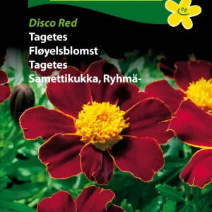 Tagetes, Disco Red (C) 1869