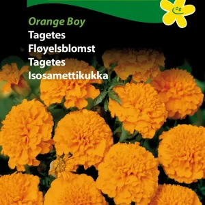 Tagetes, Orange Boy (C) 1847