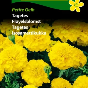 Tagetes, Petite Gelb (D) 1783