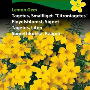 Tagetes, Smalfliget- Citrontagetes” (D) 1140