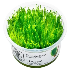 Taxiphyllum 'Spiky' Nr.8