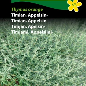 Timian, Appelsin-, Thymus Orange (D) 1141