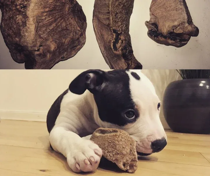 Trærod til hunde – Naturligt tyggeben der ikke splintrer og passer godt til allergihunde - Image 2