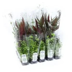 Tropica Assorteret plante kasse 50 stk.