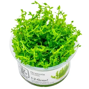 Tropica Gratiola Viscidula Nr.8 Højde: Ca, 10 Cm