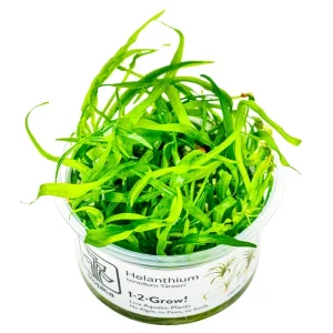 Tropica Helanthium Tenellum Gr Nr.8 Højde: Ca, 5 - 10 Cm