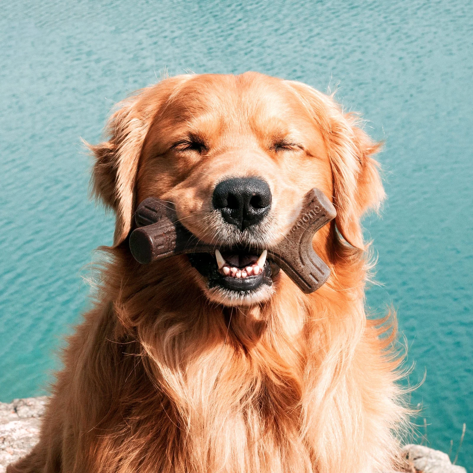 Tyggeben til hunde - Benebone Maplestick