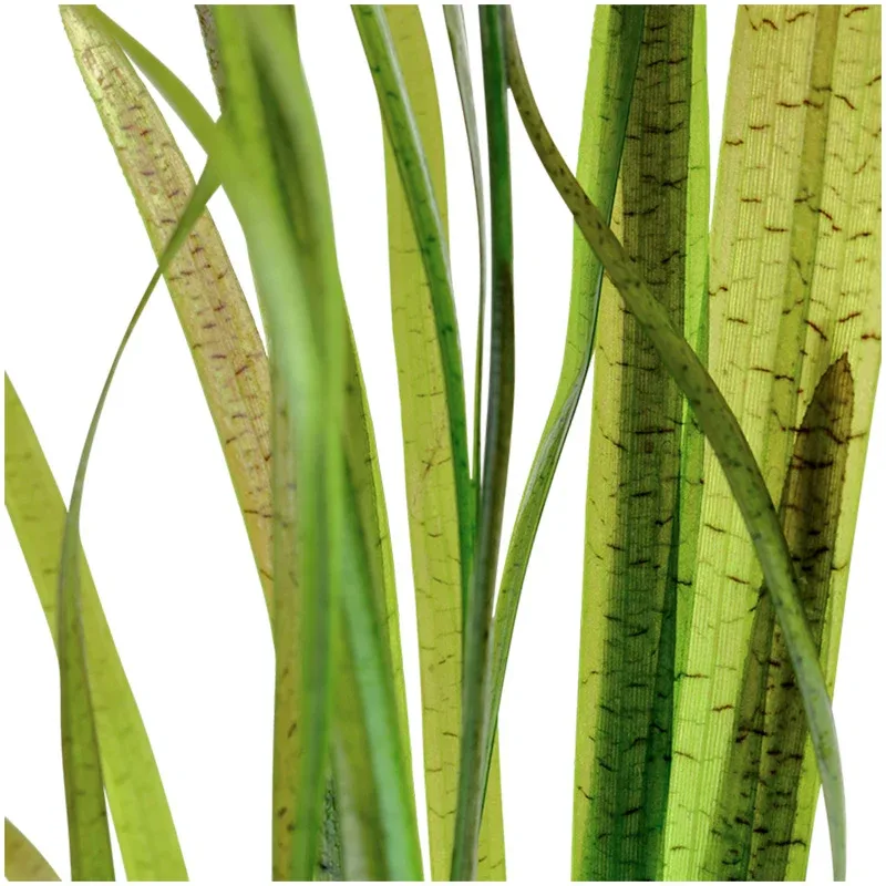 Vallisneria spiralis "Tiger" Nr.7 ca. 30-55 cm - Image 2