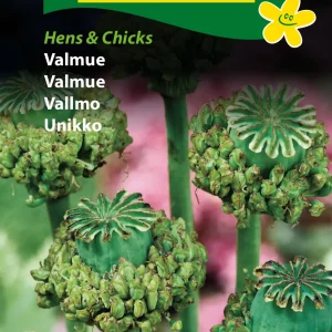 Valmue, Hens & Chicks (D) 1878