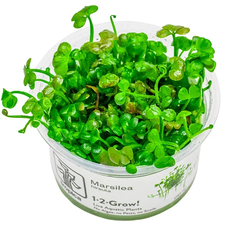 Vandplante 1-2-Grow Nr.8Marsilea Hirsuta